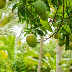 আম
