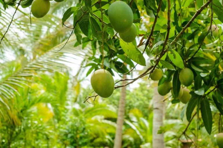 আম