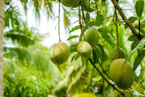 mango
