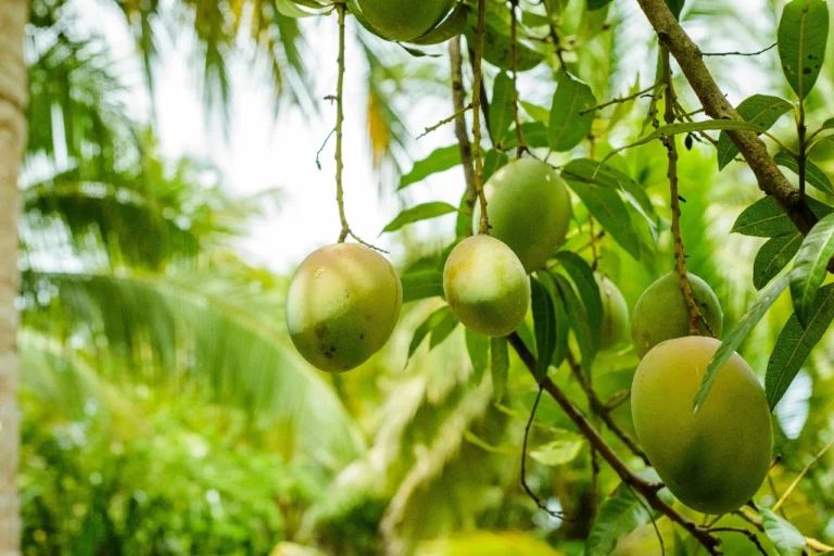 mango